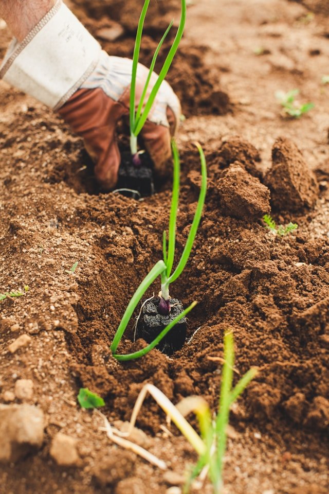 Plantando